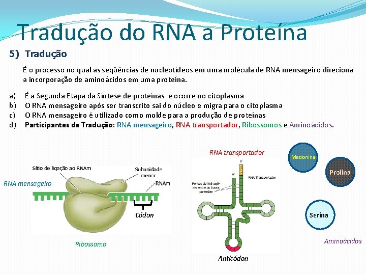 Tradução do RNA a Proteína 5) Tradução É o processo no qual as seqüências