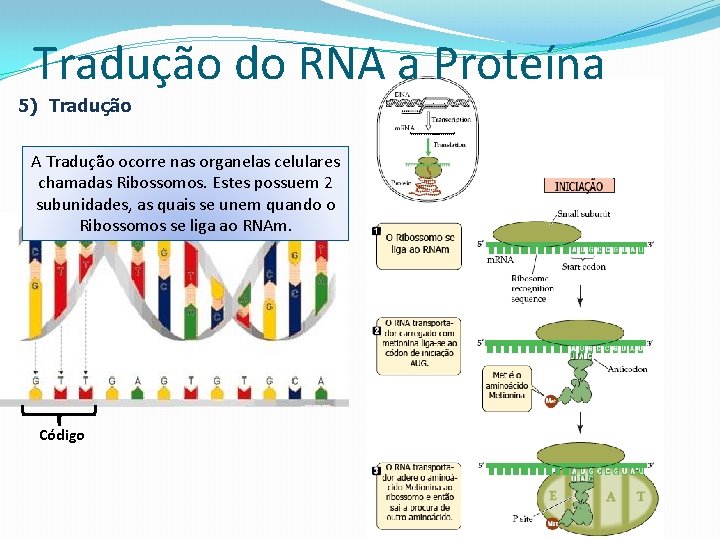 Tradução do RNA a Proteína 5) Tradução ADessa Cada Na Lembre-se Tradução AOs Tradução