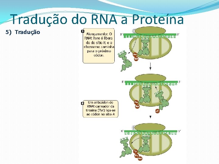 Tradução do RNA a Proteína 5) Tradução 