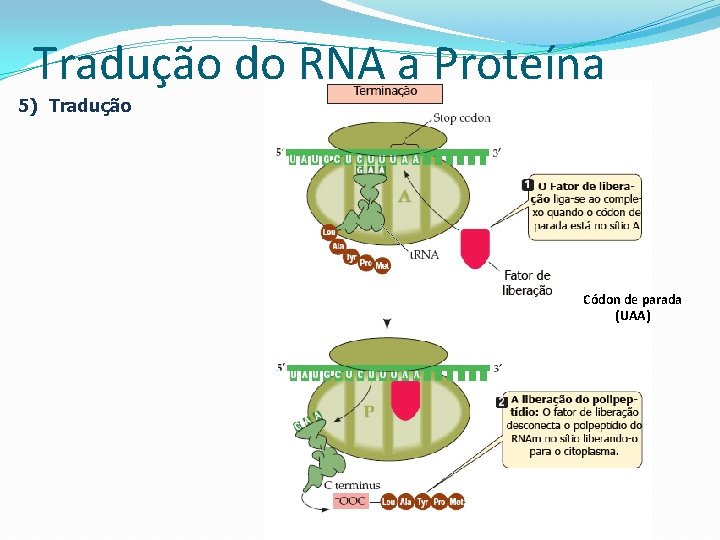 Tradução do RNA a Proteína 5) Tradução Códon de parada (UAA) 