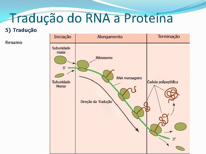 Tradução do RNA a Proteína 5) Tradução Resumo 