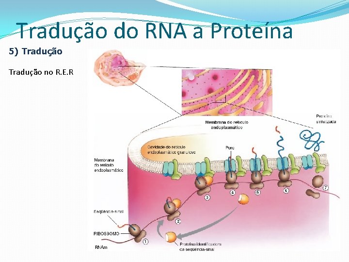 Tradução do RNA a Proteína 5) Tradução no R. E. R 