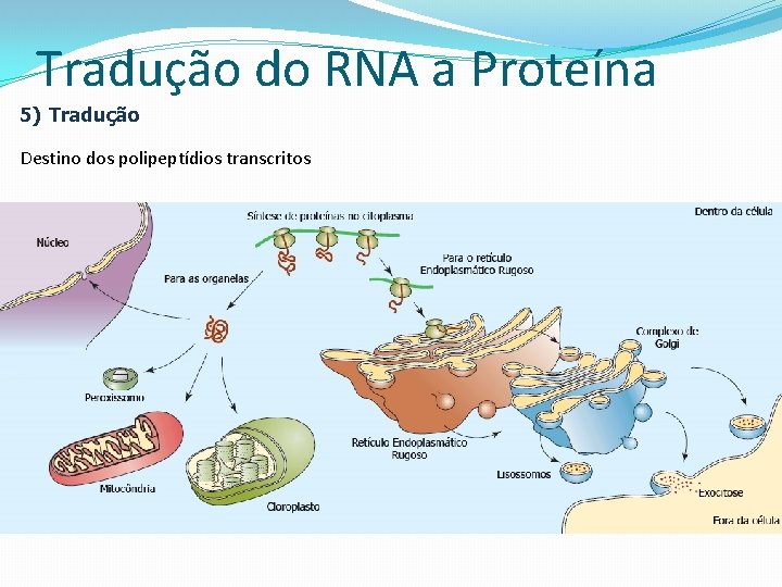 Tradução do RNA a Proteína 5) Tradução Destino dos polipeptídios transcritos 