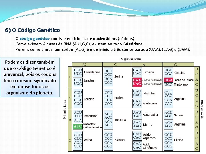 6) O Código Genético O código genético consiste em trincas de nucleotídeos (códons) Como