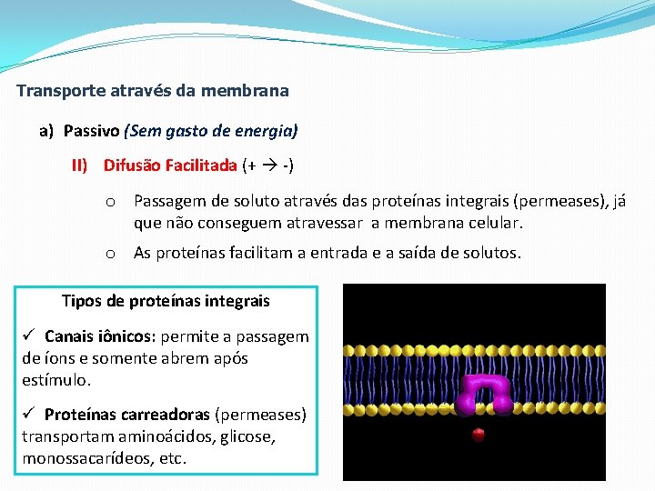 Transporte através da membrana a) Passivo (Sem gasto de energia) II) Difusão Facilitada (+