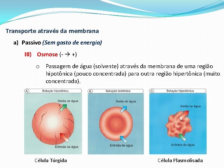 Transporte através da membrana a) Passivo (Sem gasto de energia) III) Osmose (- +)