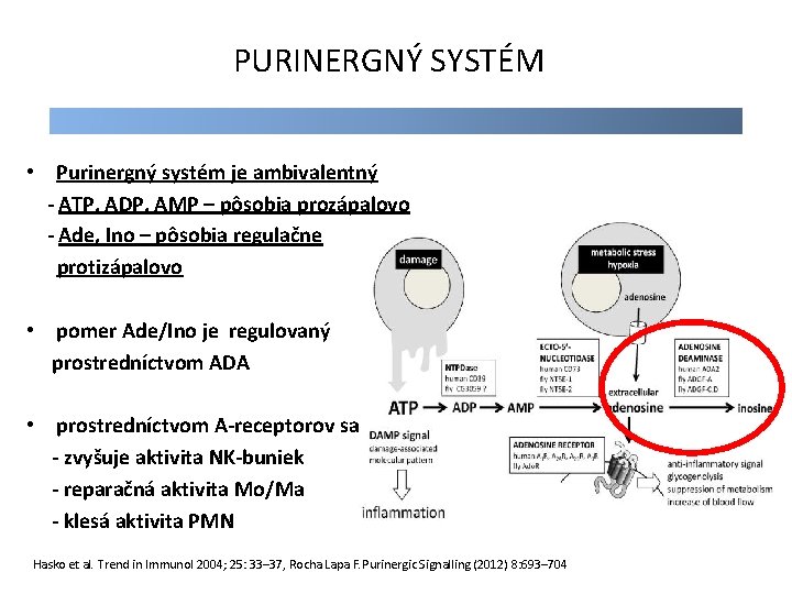 PURINERGNÝ SYSTÉM • Purinergný systém je ambivalentný - ATP, ADP, AMP – pôsobia prozápalovo