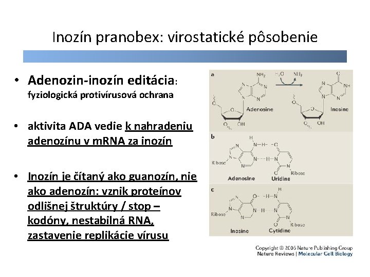 Inozín pranobex: virostatické pôsobenie • Adenozin-inozín editácia: fyziologická protivírusová ochrana • aktivita ADA vedie