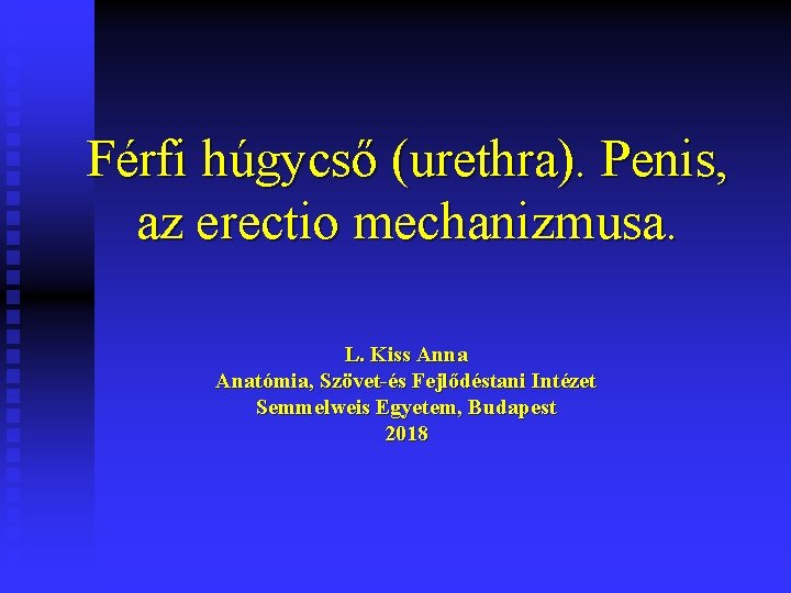 Férfi húgycső (urethra). Penis, az erectio mechanizmusa. L. Kiss Anna Anatómia, Szövet-és Fejlődéstani Intézet
