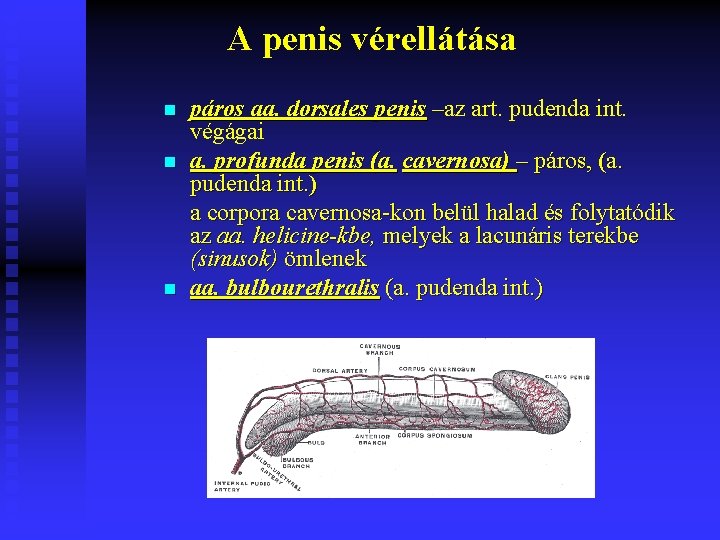 A penis vérellátása n n n páros aa. dorsales penis –az art. pudenda int.