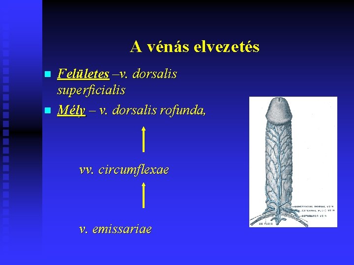 A vénás elvezetés n n Felületes –v. dorsalis superficialis Mély – v. dorsalis rofunda,