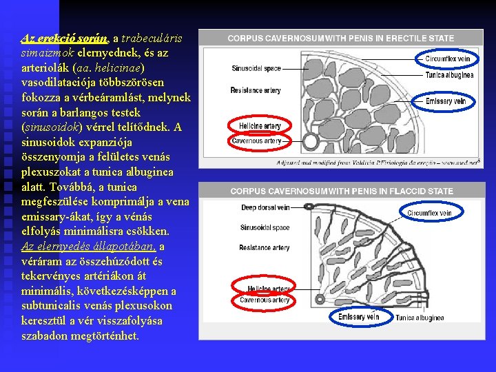 Az erekció során, a trabeculáris simaizmok elernyednek, és az arteriolák (aa. helicinae) vasodilataciója többszörösen