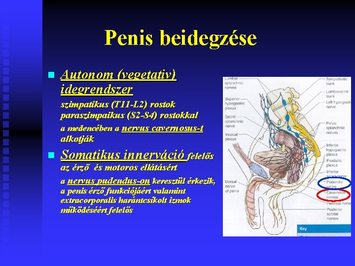 Penis beidegzése n Autonom (vegetativ) idegrendszer szimpatikus (T 11 -L 2) rostok paraszimpaikus (S