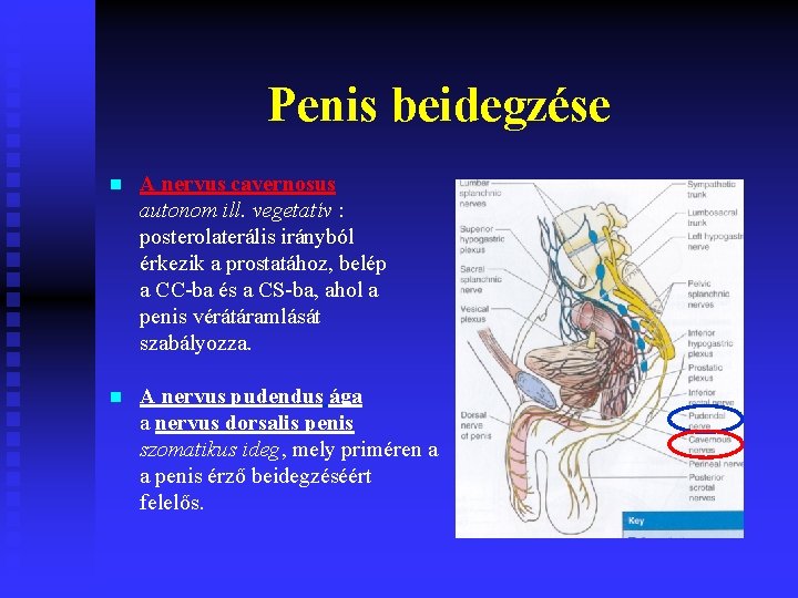 Penis beidegzése n A nervus cavernosus autonom ill. vegetatív : posterolaterális irányból érkezik a