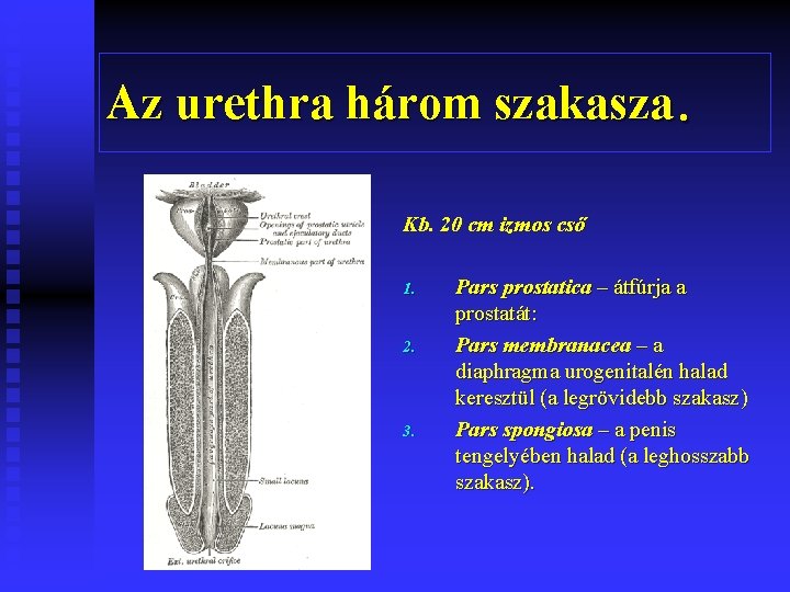 Az urethra három szakasza. Kb. 20 cm izmos cső 1. 2. 3. Pars prostatica