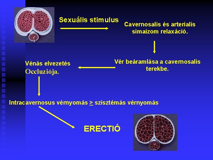 Sexuális stimulus Vénás elvezetés Occluziója. Cavernosalis és arterialis simaizom relaxáció. Vér beáramlása a cavernosalis