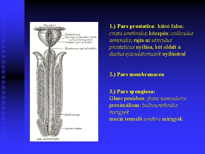 1. ) Pars prostatica: hátsó falon: crista urethralis; közepén: colliculus seminalis, rajta az utriculus