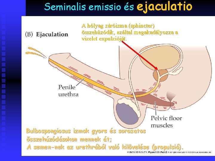 Seminalis emissio és ejaculatio A hólyag záróizma (sphincter) összehúzódik, ezáltal megakadályozza a vizelet expulzióját.