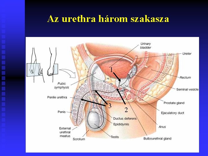 Az urethra három szakasza 1 3 2 