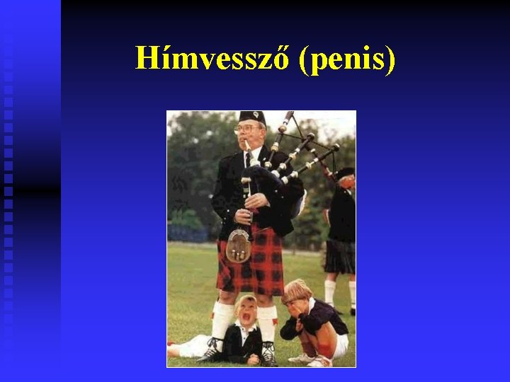 Hímvessző (penis) 