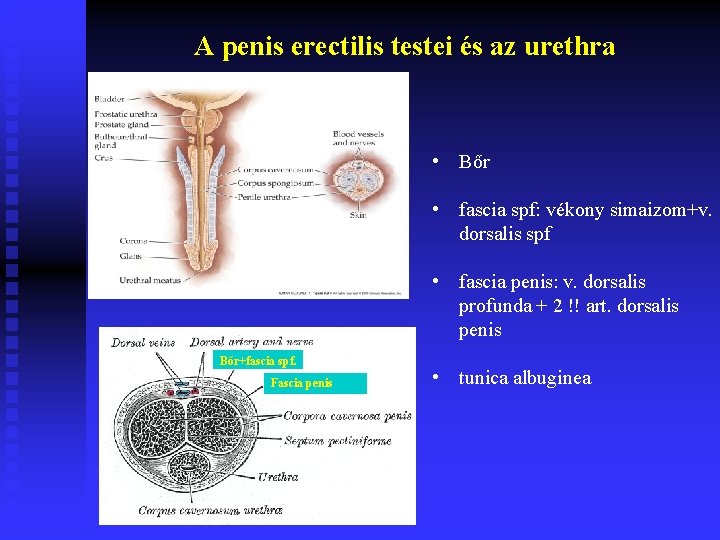 A penis erectilis testei és az urethra • Bőr • fascia spf: vékony simaizom+v.