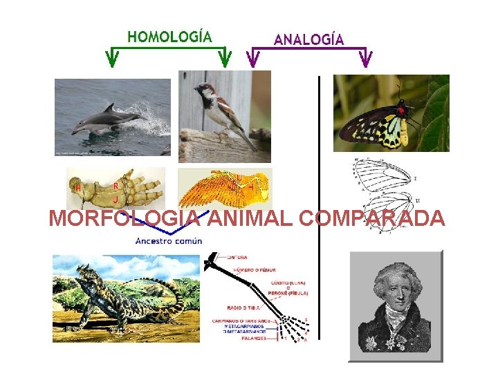 MORFOLOGIA ANIMAL COMPARADA 