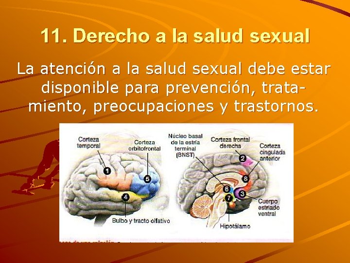 11. Derecho a la salud sexual La atención a la salud sexual debe estar