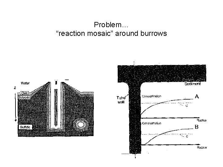 Problem… “reaction mosaic” around burrows Problem… “reaction mosaic” around burrows