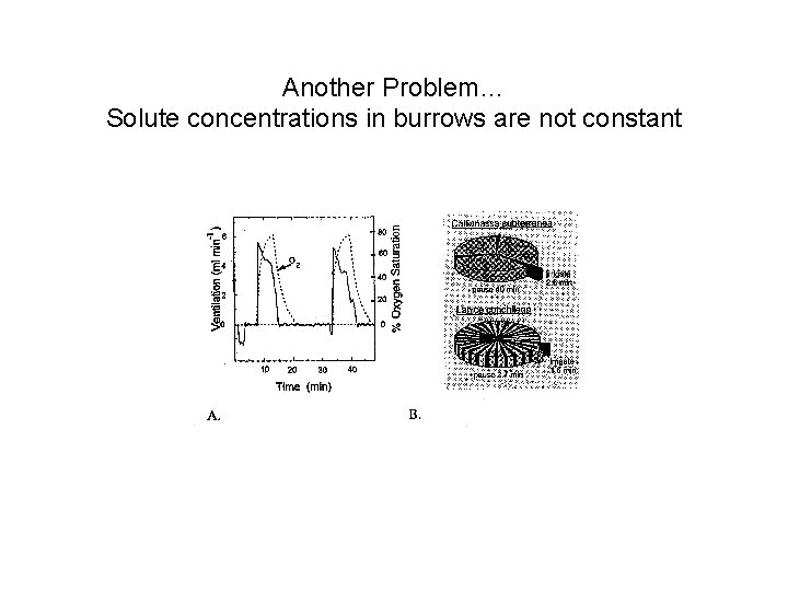 Another Problem… Solute concentrations in burrows are not constant Another Problem… Solute concentrations in burrows are not constant