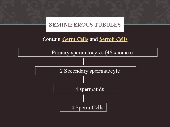 SEMINIFEROUS TUBULES Contain Germ Cells and Sertoli Cells Primary spermatocytes (46 xsomes) 2 Secondary