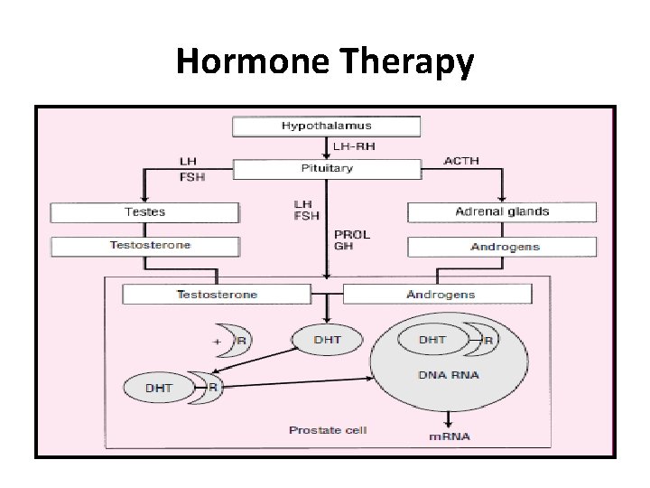Hormone Therapy 