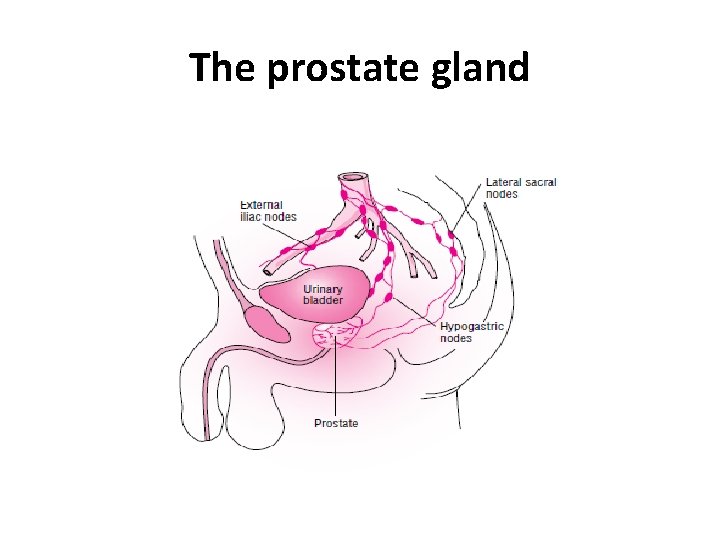 The prostate gland 
