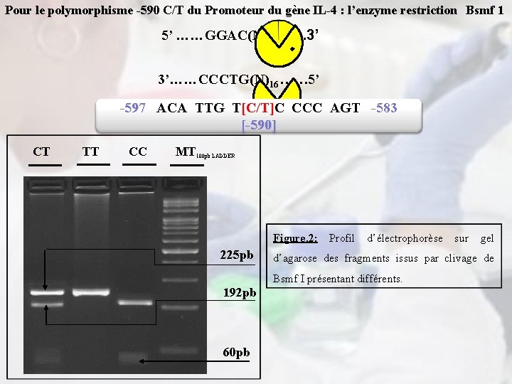 Pour le polymorphisme -590 C/T du Promoteur du gène IL-4 : l’enzyme restriction Bsmf
