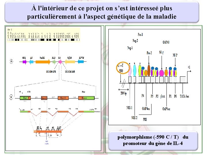 À l'intérieur de ce projet on s’est intéresseé plus particulièrement à l'aspect génétique de