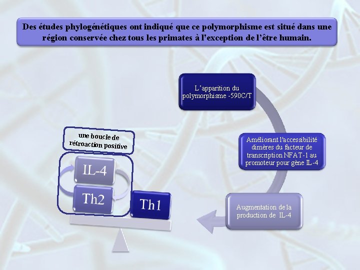 Des études phylogénétiques ont indiqué que ce polymorphisme est situé dans une région conservée