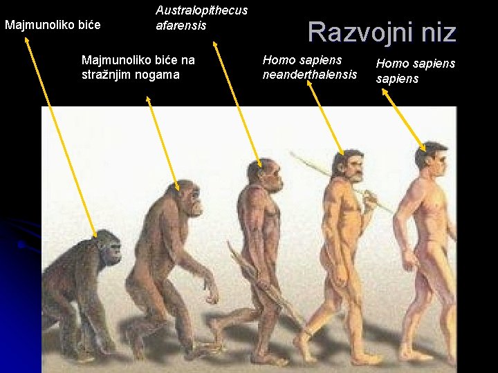 Majmunoliko biće Australopithecus afarensis Majmunoliko biće na stražnjim nogama Razvojni niz Homo sapiens neanderthalensis