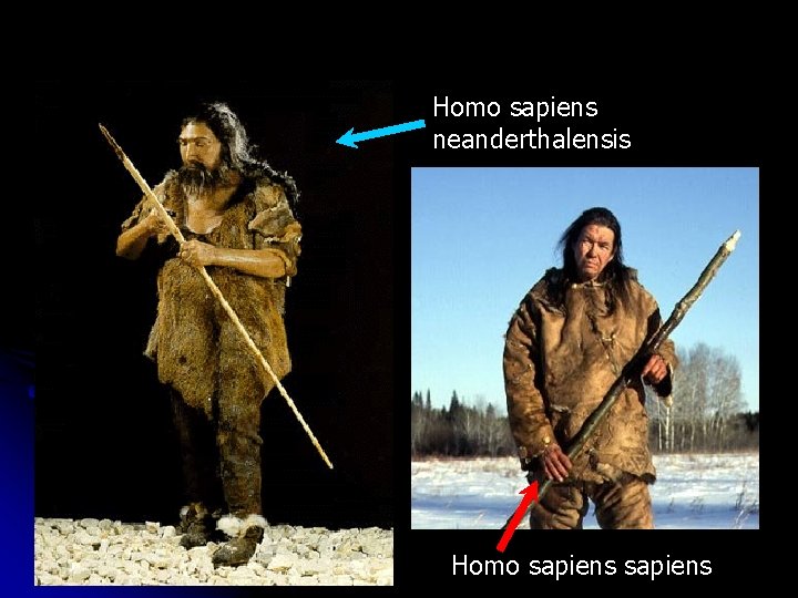 Homo sapiens neanderthalensis Homo sapiens 