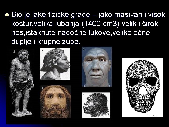 l Bio je jake fizičke građe – jako masivan i visok kostur, velika lubanja