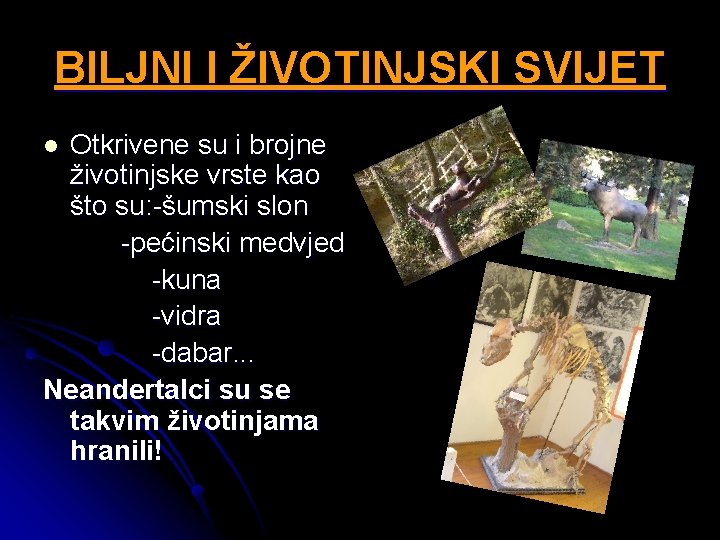 BILJNI I ŽIVOTINJSKI SVIJET Otkrivene su i brojne životinjske vrste kao što su: -šumski