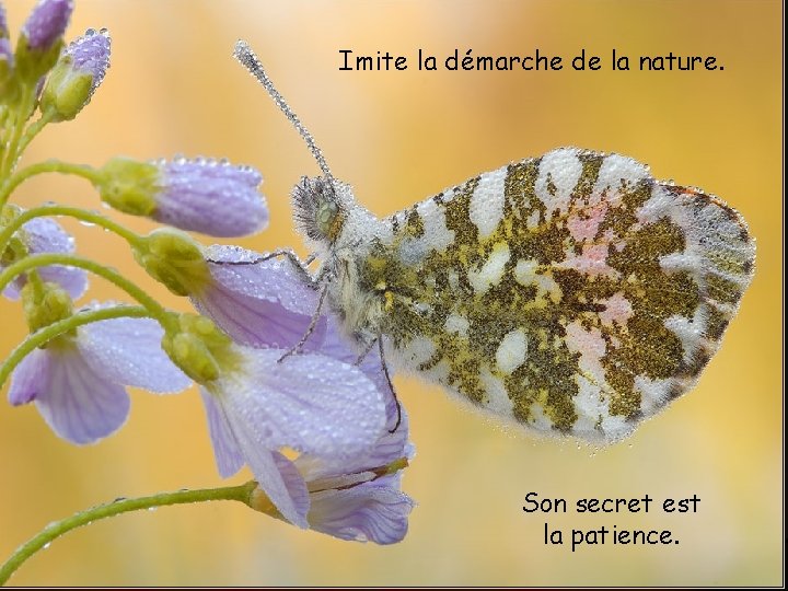 Imite la démarche de la nature. Son secret est la patience. 