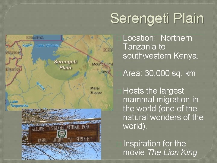Serengeti Plain � Location: Northern Tanzania to southwestern Kenya. � Area: 30, 000 sq.