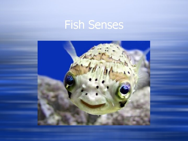 Fish Senses 