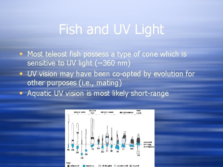 Fish and UV Light w Most teleost fish possess a type of cone which