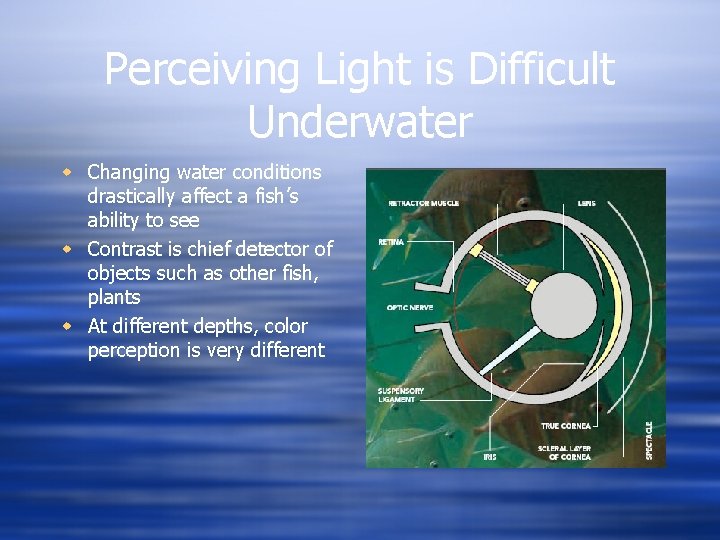 Perceiving Light is Difficult Underwater w Changing water conditions drastically affect a fish’s ability