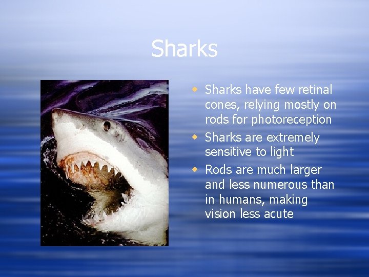 Sharks w Sharks have few retinal cones, relying mostly on rods for photoreception w