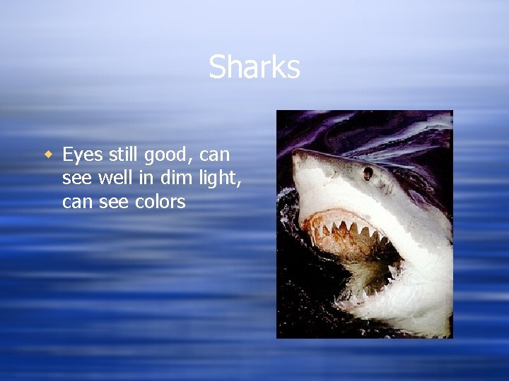 Sharks w Eyes still good, can see well in dim light, can see colors