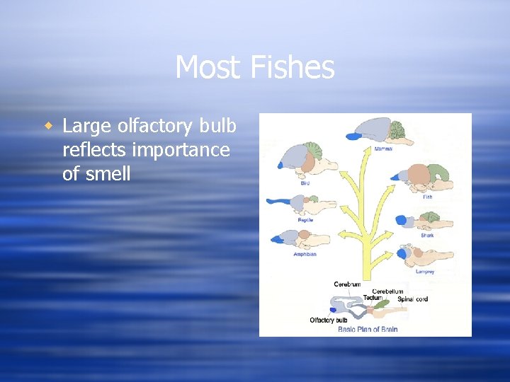 Most Fishes w Large olfactory bulb reflects importance of smell 