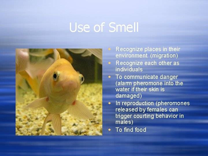 Use of Smell w Recognize places in their environment (migration) w Recognize each other as