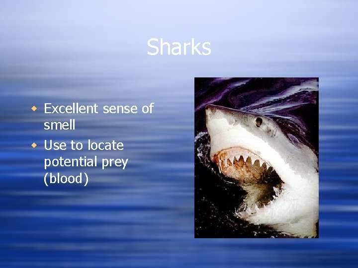 Sharks w Excellent sense of smell w Use to locate potential prey (blood) 
