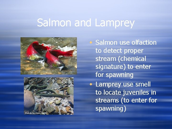 Salmon and Lamprey w Salmon use olfaction to detect proper stream (chemical signature) to